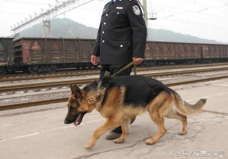 东德牧羊犬和德国牧羊犬有区别吗,牧羊犬详细介绍