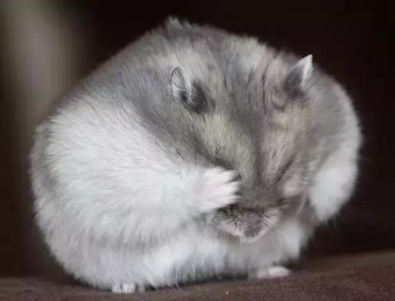 学生*党**白领的最爱小小仓鼠总有你不知道的秘密