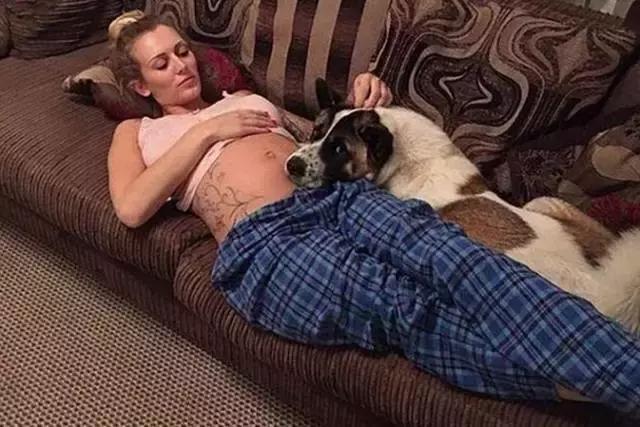 怀孕的狗狗一直哀嚎,怀孕狗狗反常焦躁走来走去还哼唧