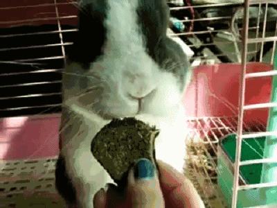 听说宠物兔是女神收割机但是兔兔不乖怎么办？