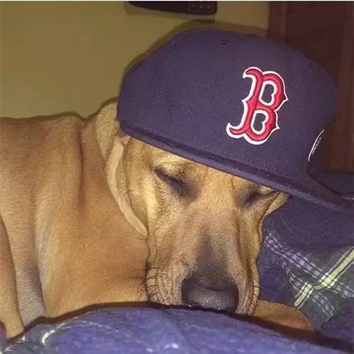 棒球球队标志,美国棒球队帽子名称大全