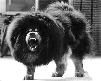 跑步碰到狗叫怎么办,跑步时遇到狗追怎么办