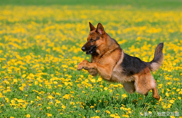 东德牧羊犬和德国牧羊犬有区别吗,牧羊犬详细介绍