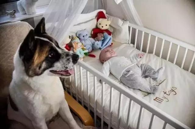 怀孕的狗狗一直哀嚎,怀孕狗狗反常焦躁走来走去还哼唧