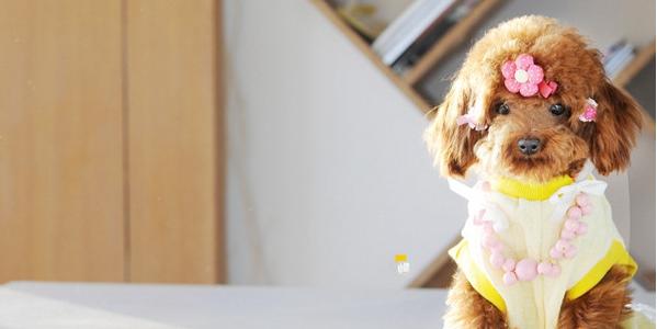 去除泰迪狗狗牙结石用哪几种东西,怎样去除泰迪牙垢