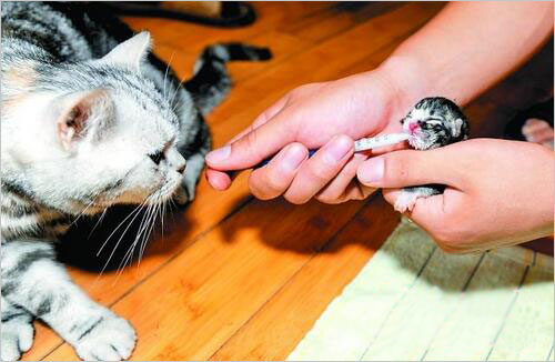 剖腹产的猫不给幼猫喂奶怎么办,母猫生产后不咬脐带和胎盘