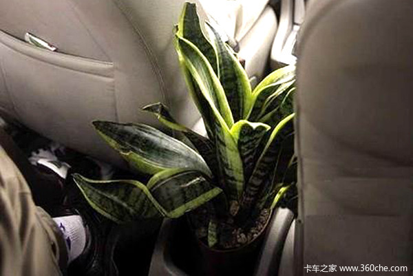 车内烟味能去除吗,车内烟味如何消除