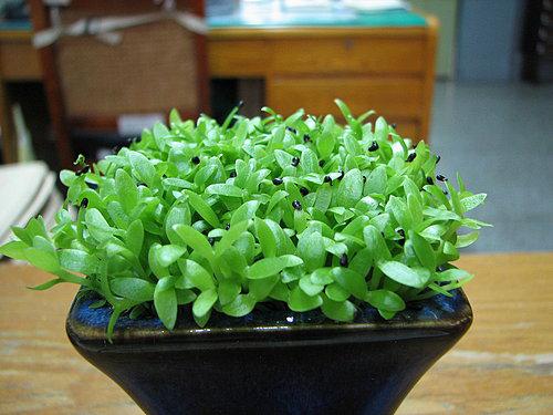 水果吃完以后的籽能种吗,吃完的水果种子不要扔