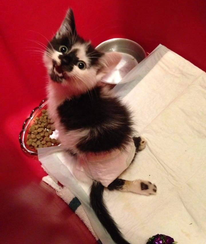 小奶猫后肢瘫痪,给后腿瘫痪的小猫做康复训练