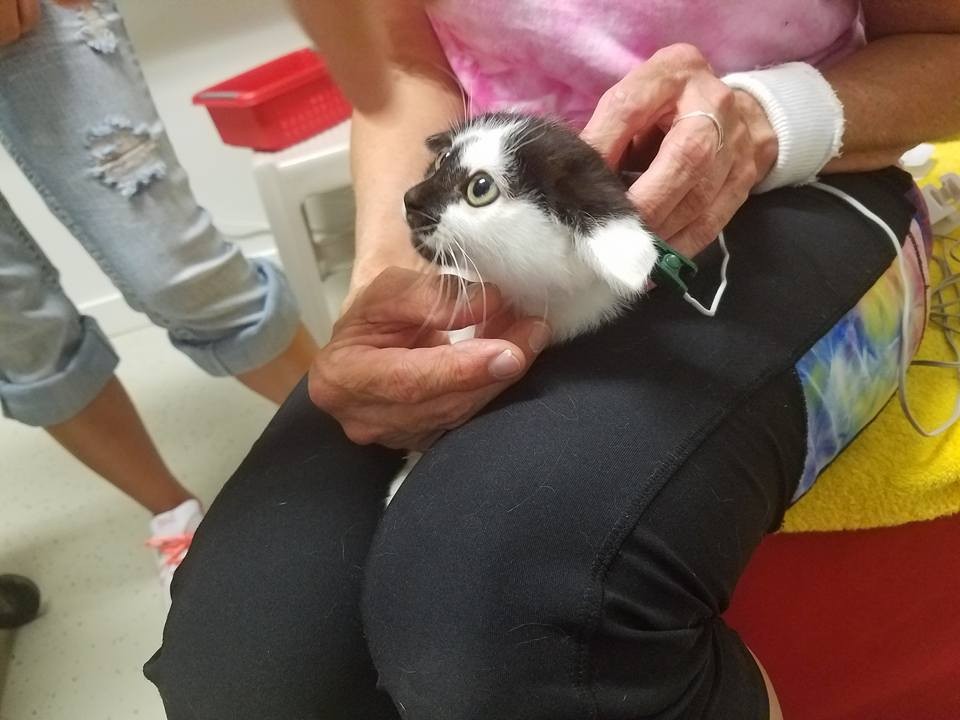 小奶猫后肢瘫痪,给后腿瘫痪的小猫做康复训练