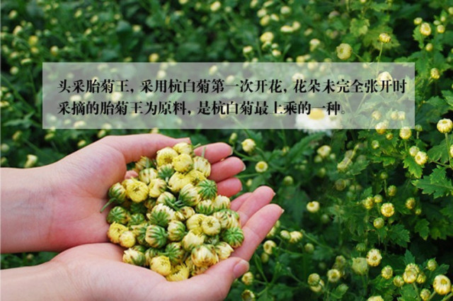 今年的新款胎菊,推荐一款胎菊