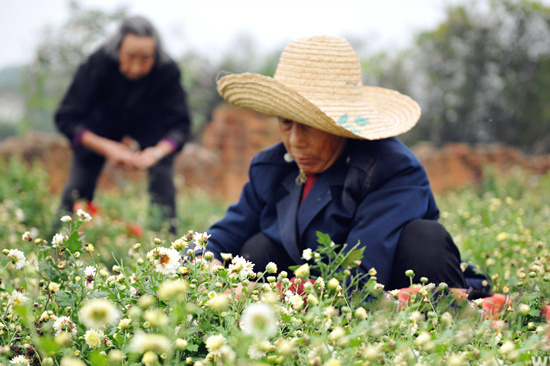 今年的新款胎菊,推荐一款胎菊