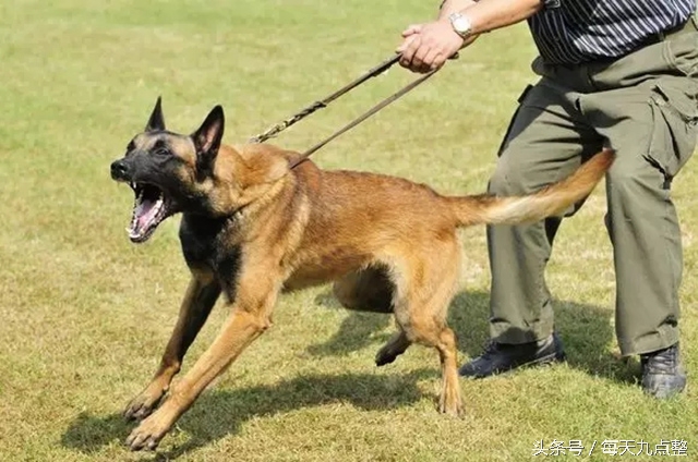 6岁男孩被狗咬13天后发生的事,6岁男孩被狗咬不幸身亡后续