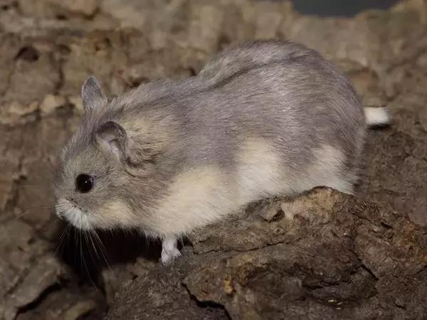 学生*党**白领的最爱小小仓鼠总有你不知道的秘密