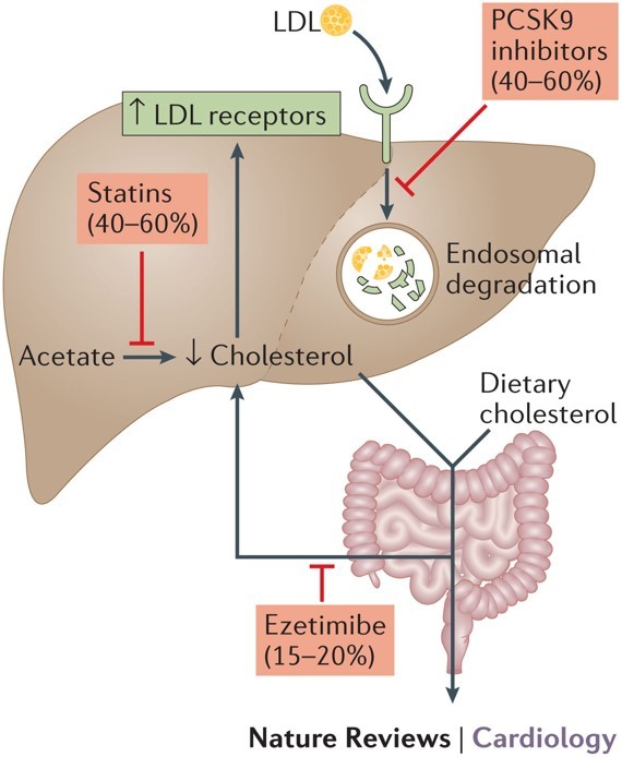 他汀类药物是如何降脂的,降脂最强的他汀药物