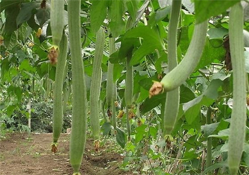 苦丝瓜和发苦的丝瓜有什么区别,丝瓜的妙用有哪些图片