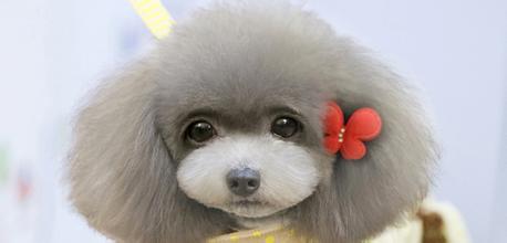 养宠物可以减少过敏哮喘的概率吗,宠物过敏的脱敏治疗