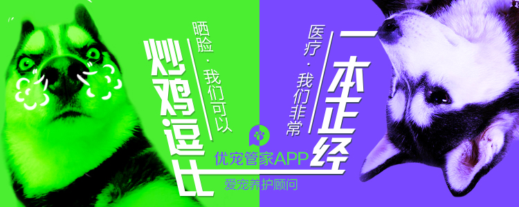 哈士奇训犬小问题,哈士奇错误训练