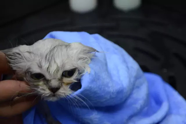 猫咪洗澡用烘干机好还是吹风机好,猫咪洗澡关注事项有哪些