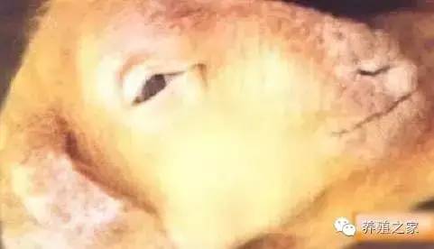 最全羊寄生虫病图谱及治疗处方（珍藏版）？