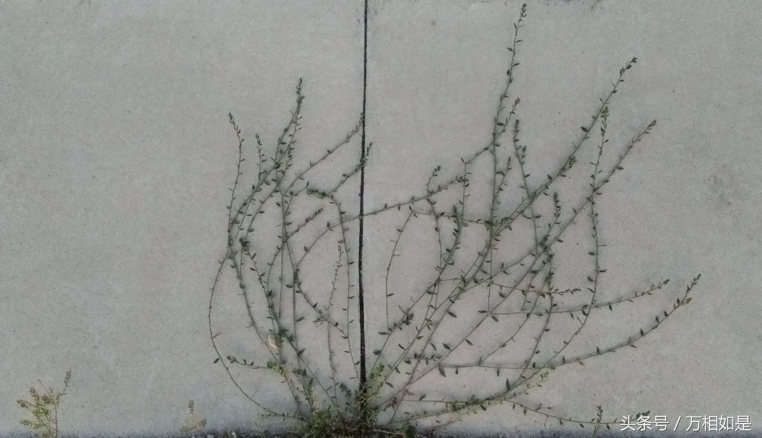 墙草布景,墙草属植物