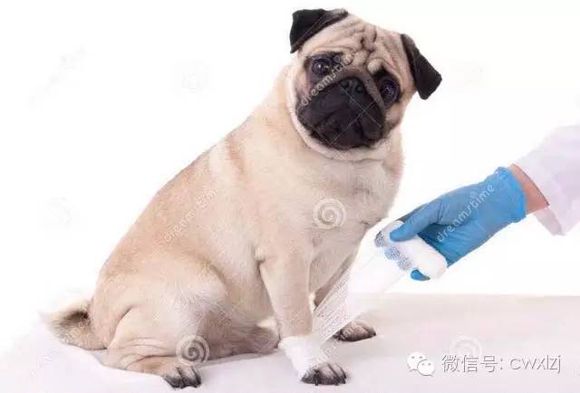 狗狗意外车祸怎么安慰主人,狗狗意外事故怎么赔偿