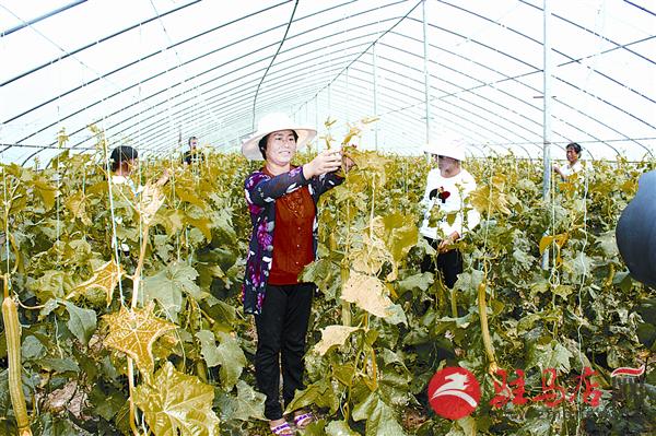 扶贫资金入股分红,扶贫资金投资合作社