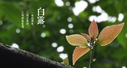 闇蹭粠浠婂鐧芥湀鏄晠涔℃槑瀵瑰簲鑺傛皵,鐧介湶鐨勮瘲鍙ラ湶浠庝粖澶滅櫧