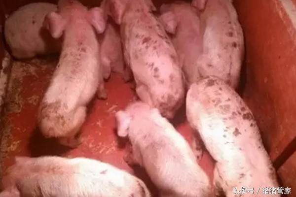 夏天哺乳仔猪受寒腹泻治疗用药,哺乳仔猪反复腹泻怎么治