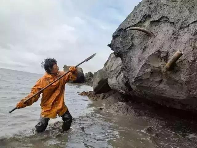 象牙的十大秘密 (象牙的惊人秘密)