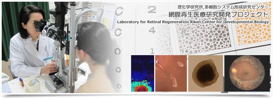 干细胞治疗前景,干细胞治疗安全性