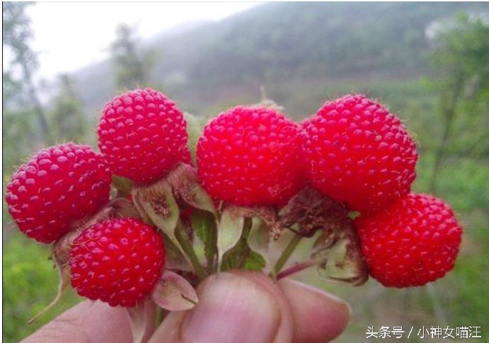 萌兔趁主人不在家偷擦口红？1秒变性感红唇，画面太辣眼了！