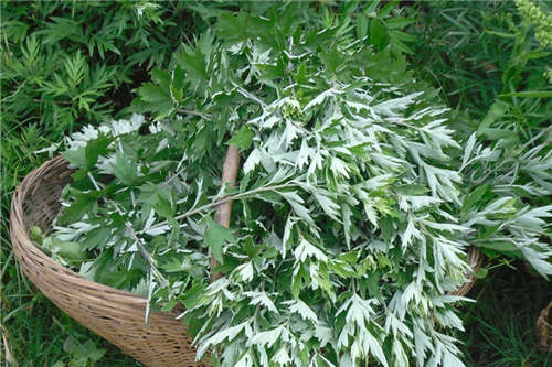 艾蒿水有美颜的功效吗,艾蒿水有止痒消肿的功效吗