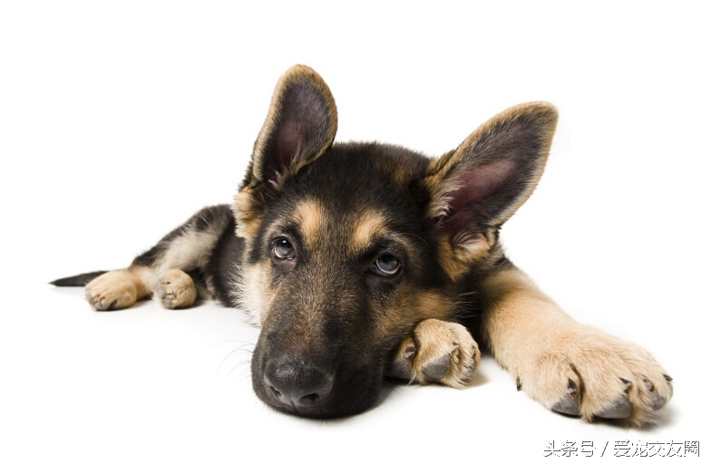 东德牧羊犬和德国牧羊犬有区别吗,牧羊犬详细介绍