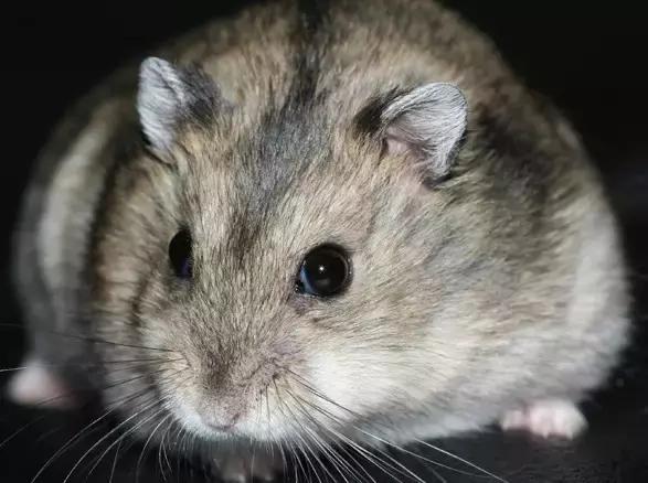 学生*党**白领的最爱小小仓鼠总有你不知道的秘密