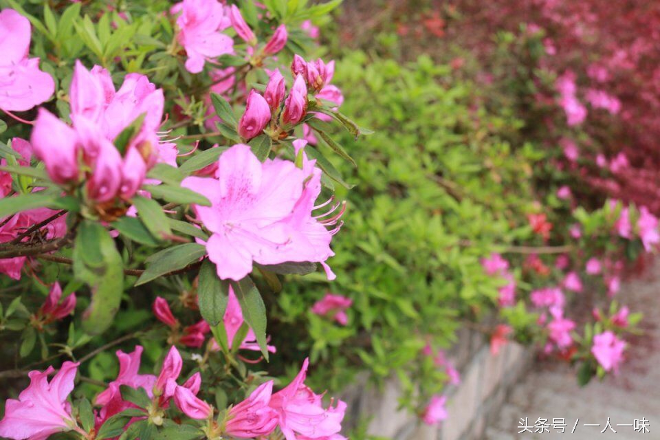 漫游天目山,探幽天目山森林之旅