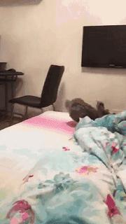 听说宠物兔是女神收割机但是兔兔不乖怎么办？