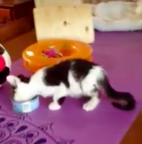 小奶猫后肢瘫痪,给后腿瘫痪的小猫做康复训练