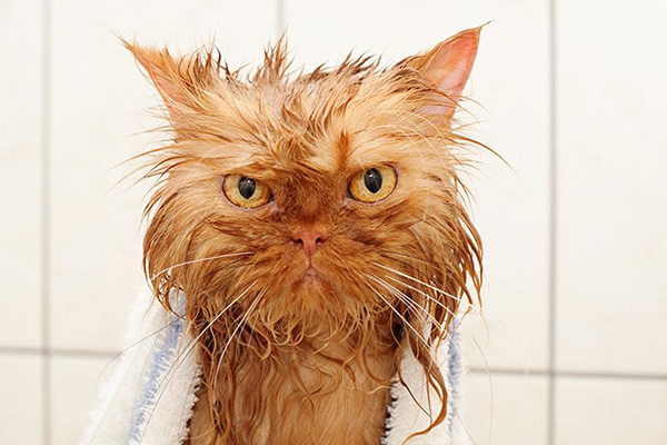 猫咪洗澡用烘干机好还是吹风机好,猫咪洗澡关注事项有哪些