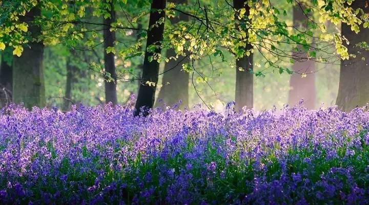 送你一首歌铃声原唱,送你一首歌铃声版