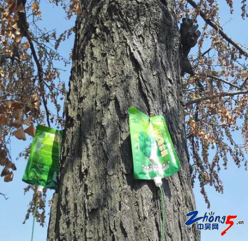 260岁的古树挂了6袋营养液打针挂水是热得中暑了？