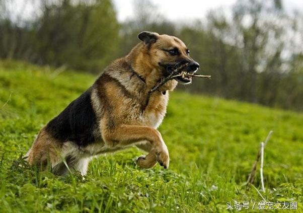 东德牧羊犬和德国牧羊犬有区别吗,牧羊犬详细介绍