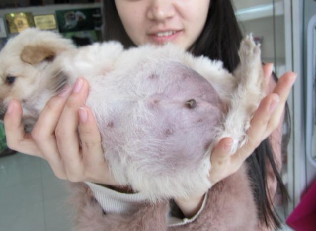 狗狗肚子病理性咕咕叫怎么预防,狗狗肚子鼓鼓的是什么原因