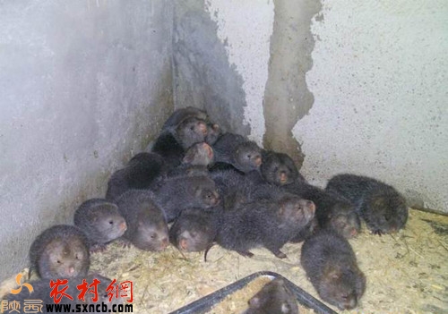 丝毛鼠养殖,毛鼠养殖