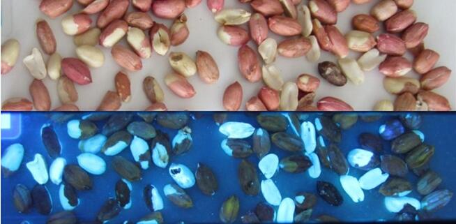 陶朗Detox领先技术有效减少黄曲霉毒素危害