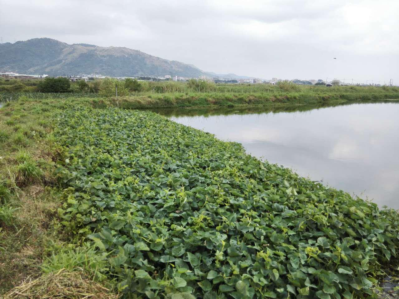新思路新探索新模式,新模式水产养殖鱼苗