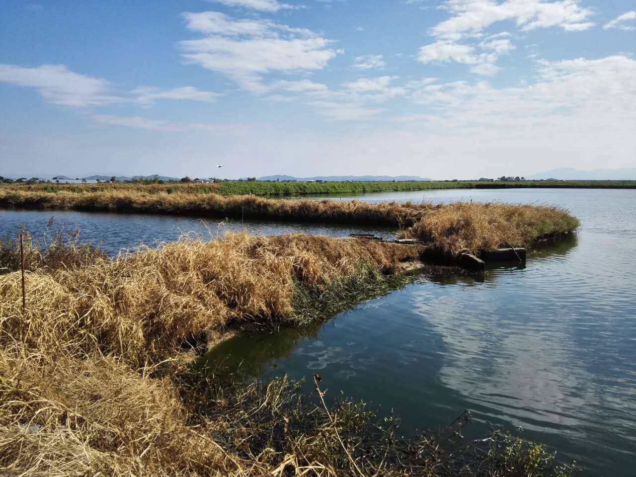 新思路新探索新模式,新模式水产养殖鱼苗