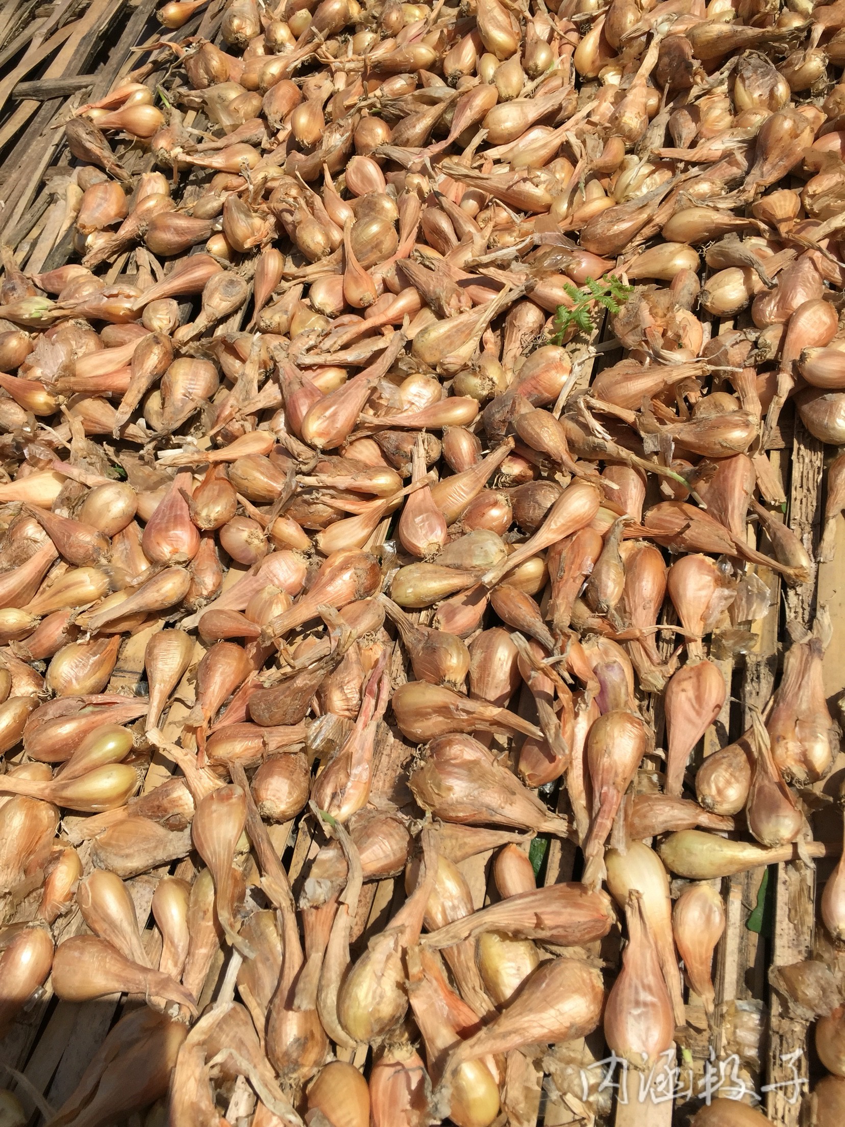 今天是我生日，我决定要破费一下