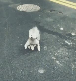 大风天要不要带娃出门,大风天带比熊出门