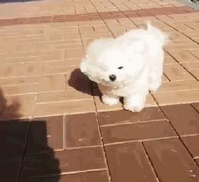 大风天要不要带娃出门,大风天带比熊出门